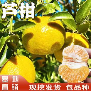芦柑树苗南北方地载盆栽嫁接特大橘子果树果苗桔子树活苗当年结果