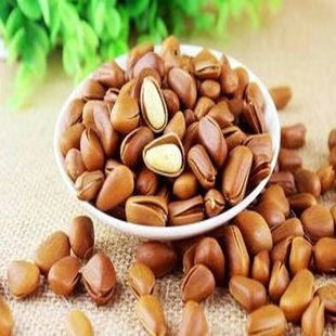 美国巴西松子苗 树苗 可结果树苗 结松籽的松树苗 红松子树苗