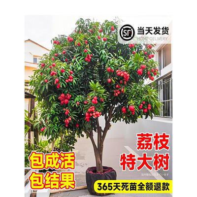 特大号荔枝树苖嫁接苗无核桂味冰荔糯米糍果树果苗南北方庭院种植