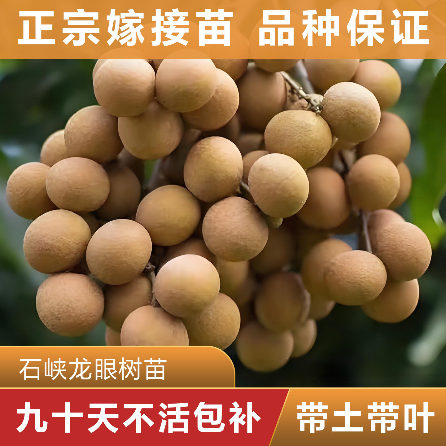石峡龙眼树苗  正宗嫁接苗  可盘栽地栽  原杯原土带叶发货