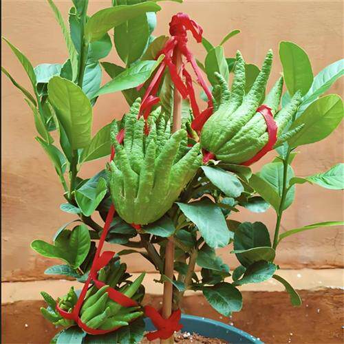 佛手树苗盆栽四季绿植小果观果植物香橼柠檬佛手柑四季常青