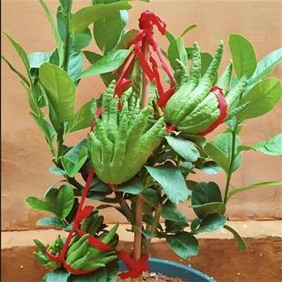 佛手树苗盆栽四季绿植小果观果植物香橼柠檬佛手柑四季常青