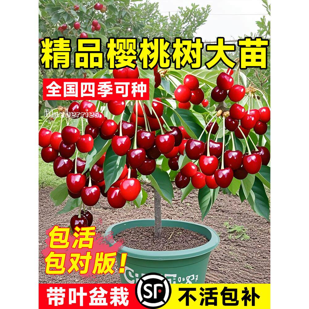 车厘子树苗正宗樱桃树苗矮化特大嫁接果树庭院地栽盆栽南北方种植