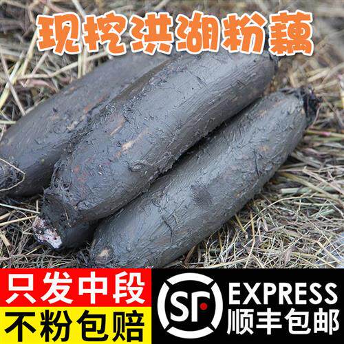 洪湖莲藕新鲜煲汤粉藕现挖湖北特产九孔藕糯米藕湖藕蔬菜5斤包邮