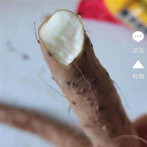 12年老店生态类有机温县垆土铁棍山药 无农药膨大剂化肥 入药