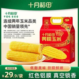 十月稻田黄糯玉米东北新鲜粘糯苞谷低脂粗粮真空官方蛇年限定