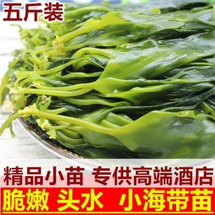 小海带苗5斤新鲜嫩霞浦薄海带芽干货野生裙带火锅食材配菜