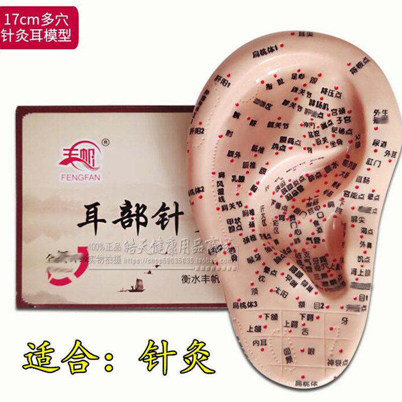超清晰耳朵针灸穴位模型 针模耳模耳朵模型 耳穴探针 耳豆贴 按摩