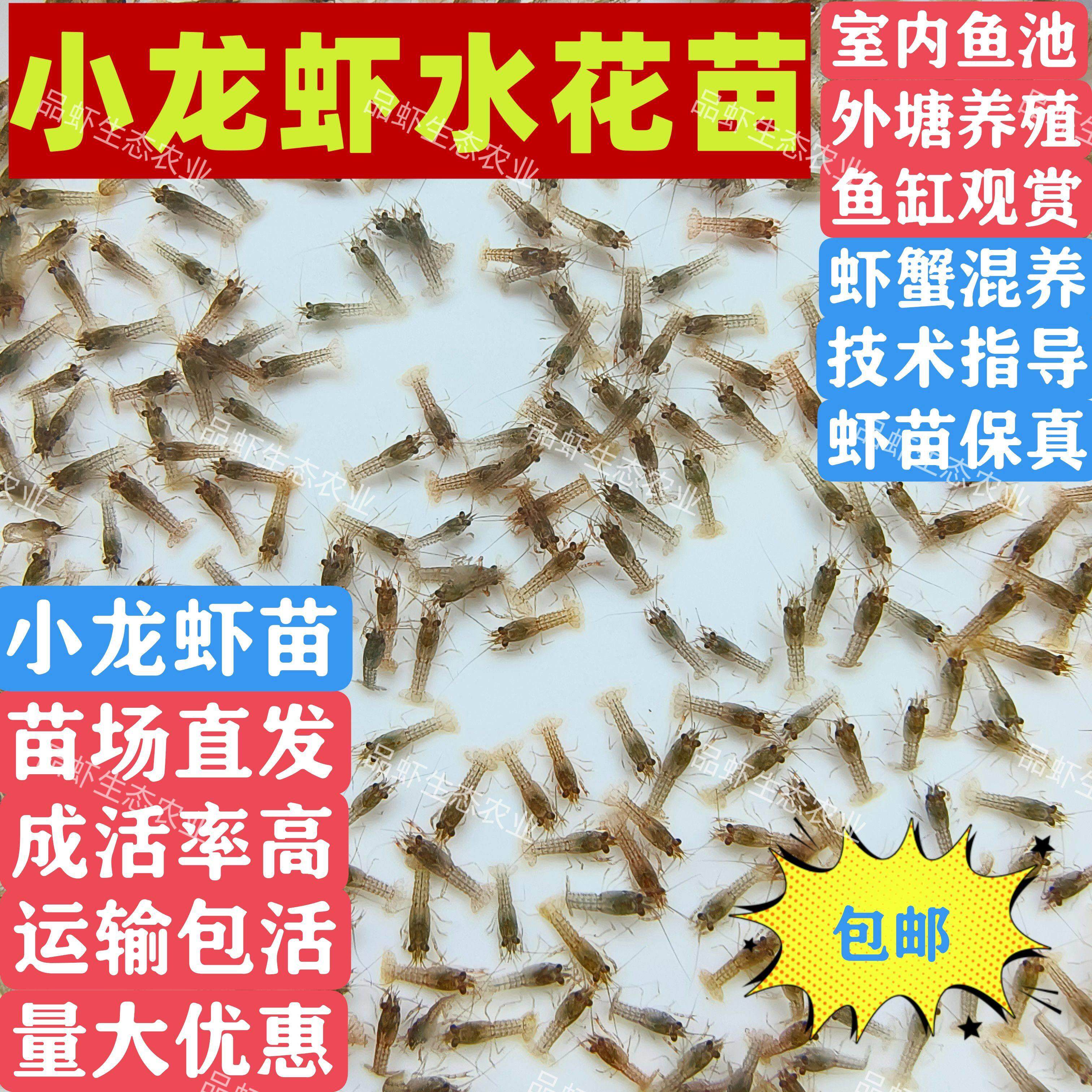 淡水小龙虾苗小龙虾种苗小龙虾水花苗幼苗鱼缸观赏养殖外塘鳌虾苗