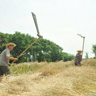 打油菜籽工具竹子打油菜籽连盖连枷农具厚老式连盖打菜籽连枷打谷