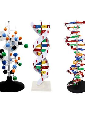 青华DNA双螺旋模型生物基因60cm大号蛋白质模型学校老师教学演示