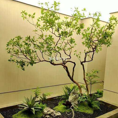 级马醉木绿造橱窗树植物室内榕树装饰树ZXMCWOLD景植大型假景观