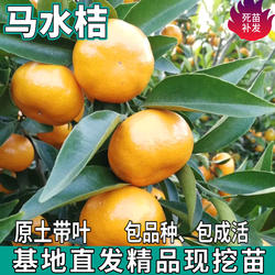 马水桔树苗南北方地栽盆栽嫁接庭院无核阳春甜橘子原土苗当年结果