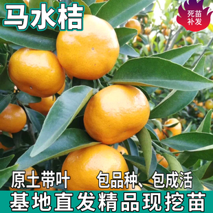 马水桔树苗南北方地栽盆栽嫁接庭院无核阳春甜橘子原土苗当年结果