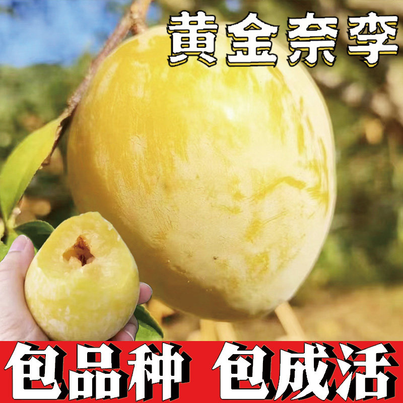 黄金奈李子嫁接树苗脱骨甜脆南北方庭院种植盆栽地栽果树当年结果