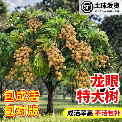 特大龙眼树苖嫁接盆栽水果树苗储良石硖南方四季种植地栽当年结果