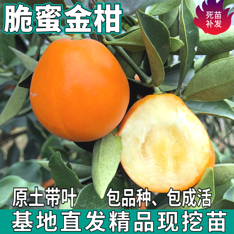 脆蜜金柑树苗南北方嫁接融安金钱桔鹅蛋柑橘子苗地栽盆栽当年结果