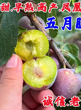 五月脆李树苗（又名早熟