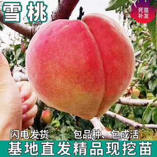 丽江雪桃树苗南北方地栽庭院盆栽种植特大果嫁接桃子活苗当年结果