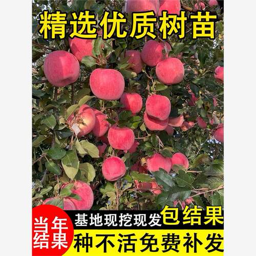 红富士苹果树果苗盆栽矮