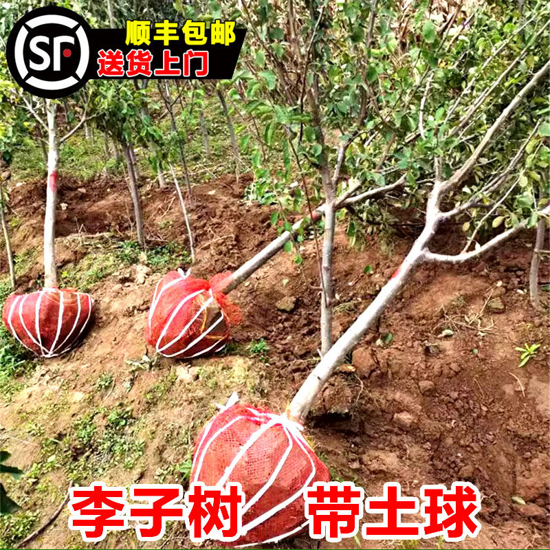 特大李子树果苗蜂糖李脱骨青甜脆李红黑布林李南北方地盆栽种植苗