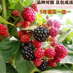黑树莓树苗盆栽地栽覆盆子苗野生双季红树莓苗南北方种植当年结果