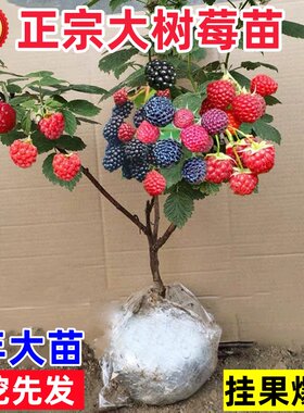 树莓苗双季覆盆子果栽地