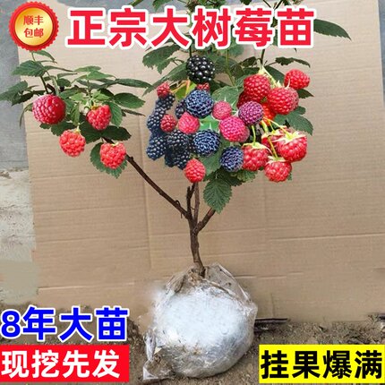 树莓苗双季覆盆子果树苗盆栽地栽南北方种植当年结果红黄黑树莓苗