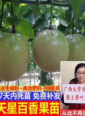 黄金果百香果苗紫台农白
