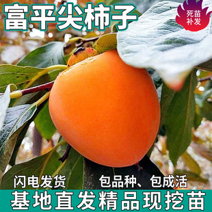 富平尖柿子苗树南北方庭院地栽盆栽种植嫁接甜脆柿子树苗当年结果