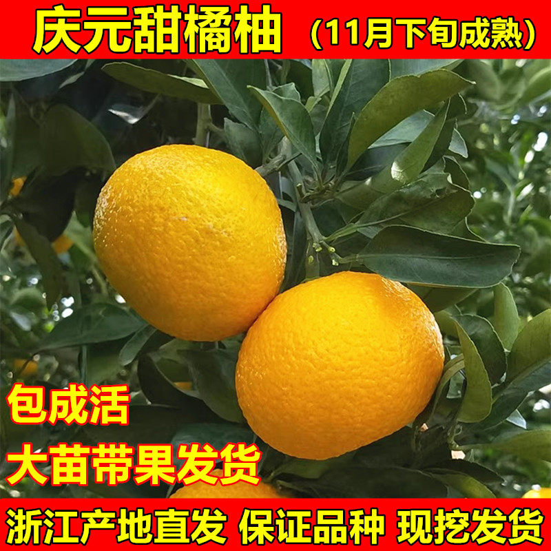 高糖建阳甜桔柚苗庆元甜橘柚树苗黄金柑苗苹果柚苗南北方当年结果