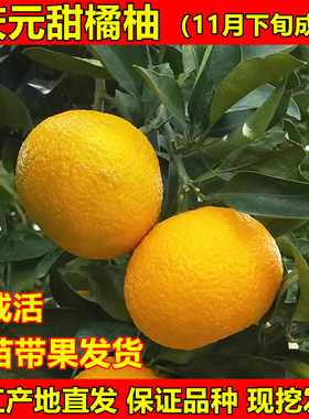 高糖建阳甜桔柚苗庆元甜