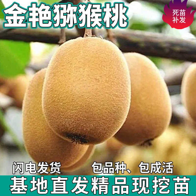 金艳猕猴桃树苗南北方地栽庭院盆栽种植黄心奇异果嫁接苗当年结果