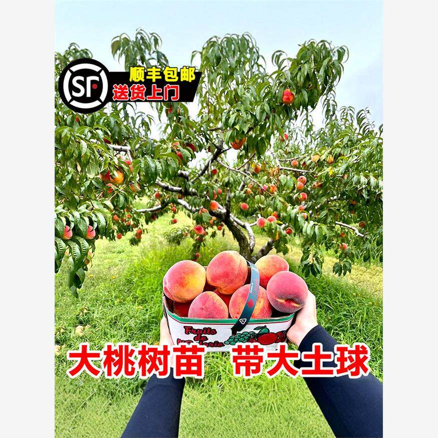 大桃树果苗黄桃水蜜桃冬桃红油桃树南北方种植当年结果嫁接桃子苗
