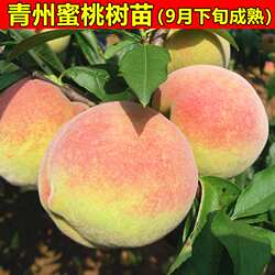 寒露蜜桃树苗 山东青州蜜桃苗 晚熟桃树苗 雪桃树苗 南方北方种植