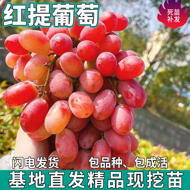 红提无核葡萄树苗庭院盆栽地栽无籽嫁接苗南北方四季种植当年结果