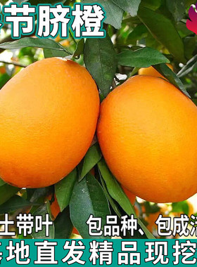 奉节脐橙苗树南北方庭院
