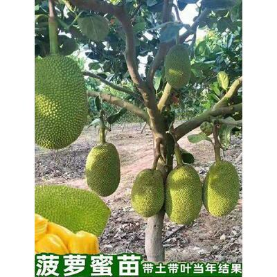 印尼红菠萝蜜苗嫁接南北方种植盆栽榴莲蜜树苗果树苗红肉树菠萝苗