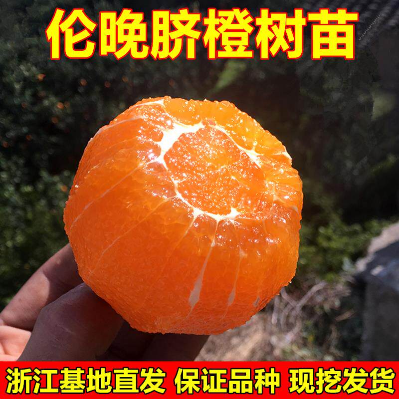 脐橙树苗嫁接橙子苗 伦晚脐橙苗 橙子树苗南北方种植当年结果包邮