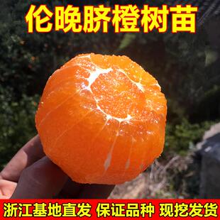 脐橙树苗嫁接橙子苗 伦晚脐橙苗 橙子树苗南北方种植当年结果包邮