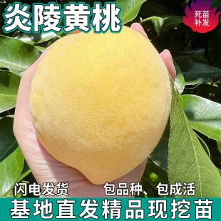 炎陵黄桃树苗南北方庭院地栽盆栽四季种植嫁接桃子树果苗当年结果