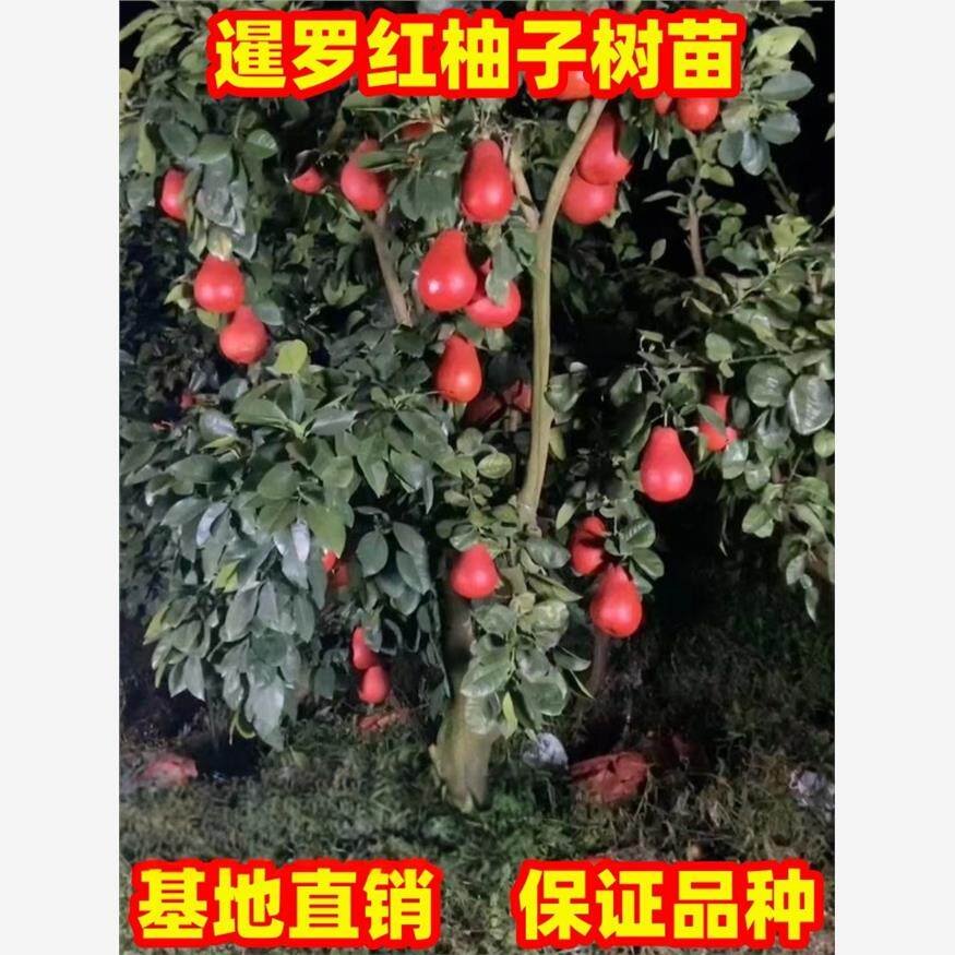 泰国暹罗红柚子树苗红皮柚子树苗庭院阳台盆栽地栽香水红柚果树苗