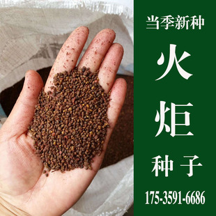 火炬种子新采优质火炬树籽鹿角漆种子庭院绿化观花风景树林木种子