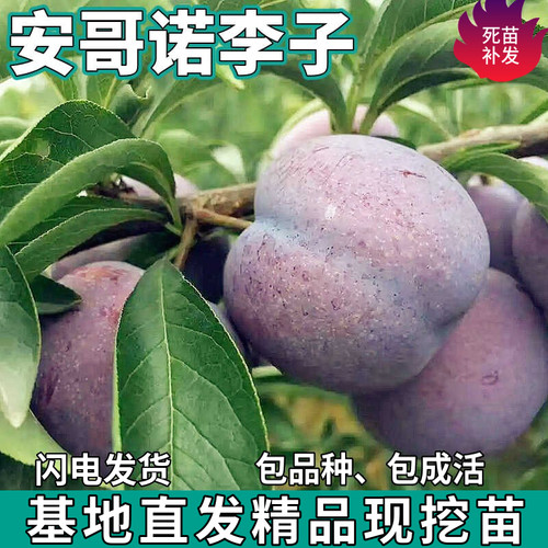 安哥诺李子果树苗南北方