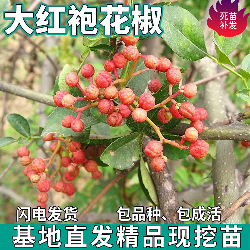 正宗四川大红袍花椒树苗南北方地栽藤椒盆栽佐料花椒苗树当年结果