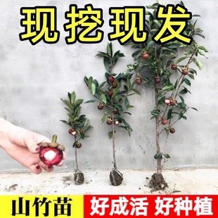 无籽山竹苗嫁接果树苗山竹树苗 当年结果南北方四季盆栽阳台盆栽