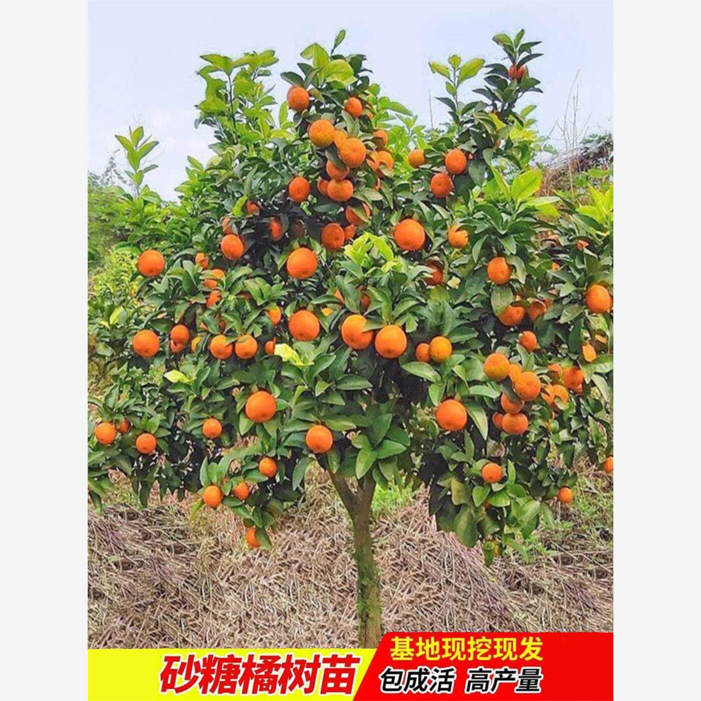 无籽沙糖橘苗橘子树砂糖橘树苗盆栽地栽桔子树苗南方果树橘子苗树