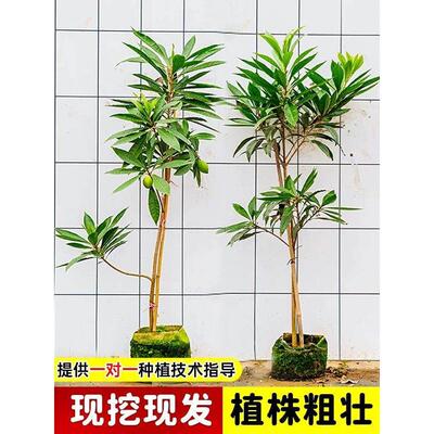 正宗广西鸡蛋果树苗蛋黄果苗精品优质带花带果原土杯直发盆栽地栽