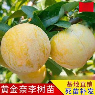 李子树苗嫁接特大早晚熟当年结果黄金奈李子树苗南北方种植果树苗