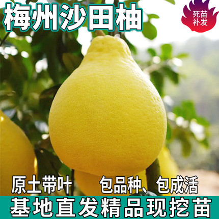 梅州沙田柚树苗南北方庭院特大果盆栽嫁接白心甜柚子树苗当年结果